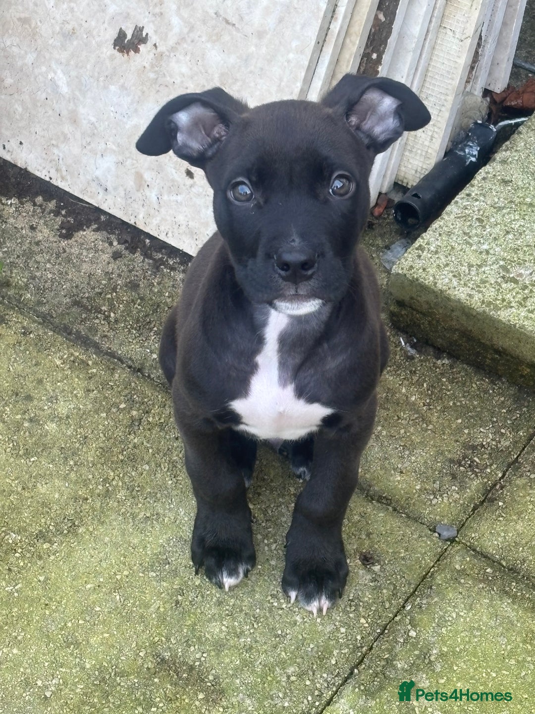 Mixed Breed dogs for sale: Staffy cross puppy - Image 3