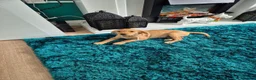 Labrador Retriever dogs for sale: Labrador puppy - Advert 6