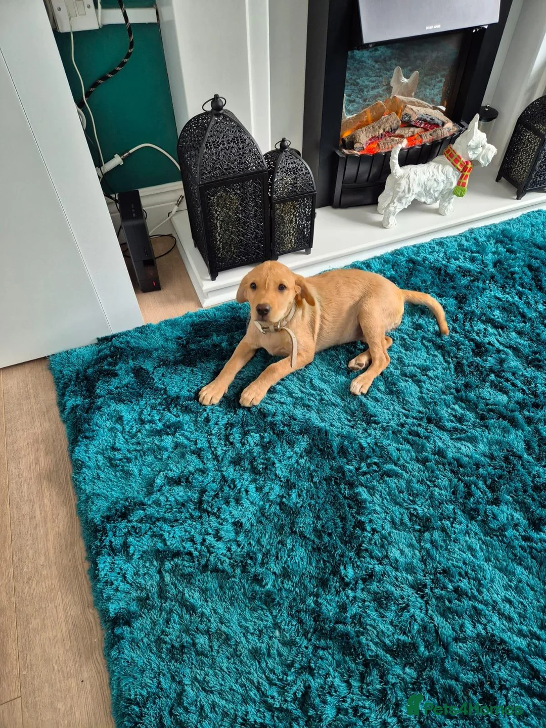 Labrador Retriever dogs for sale: Labrador puppy - Advert 6