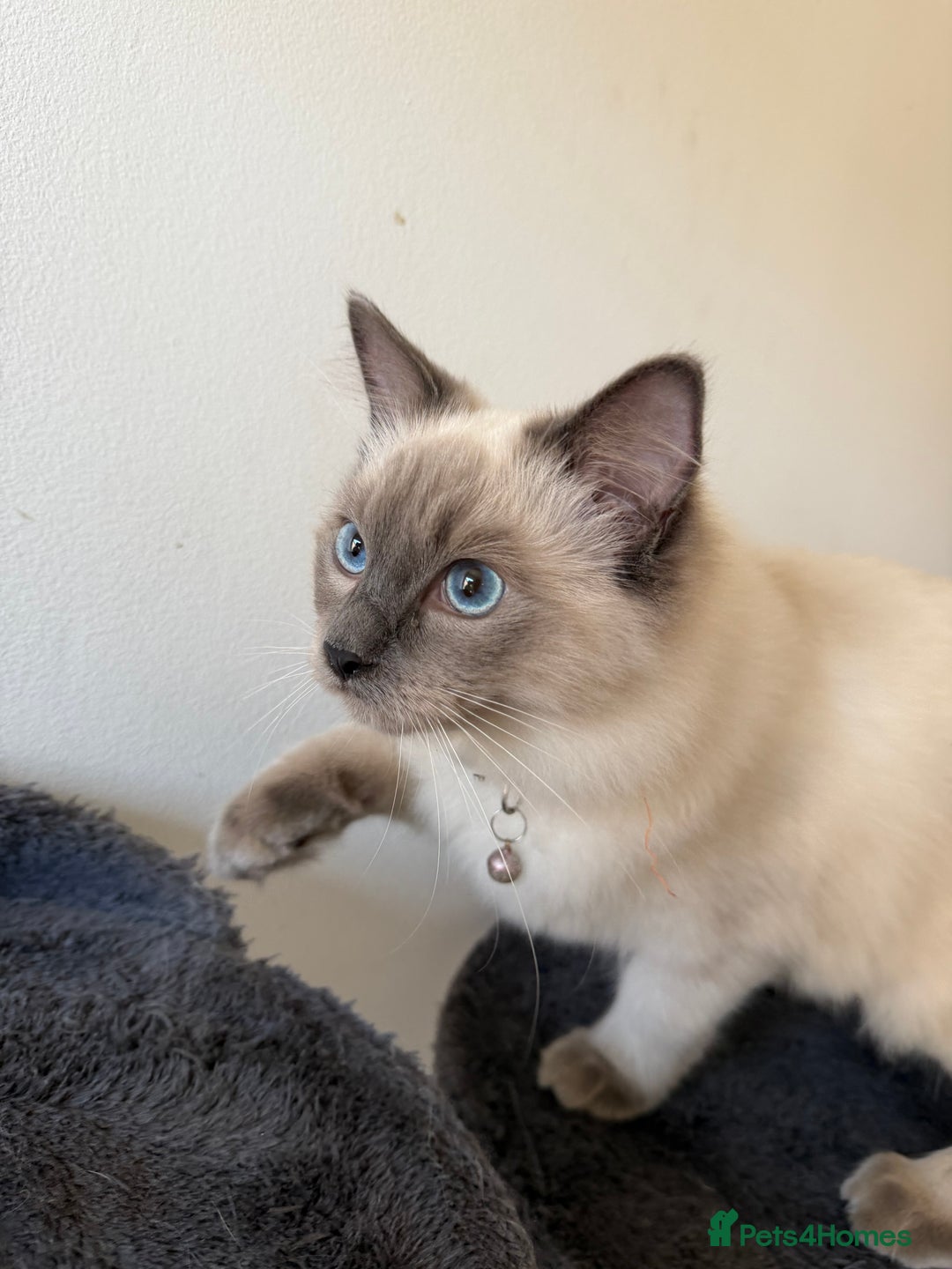 Ragdoll cats for sale: Ragdoll Kittens Looking for Their Forever Homes  - Image 25