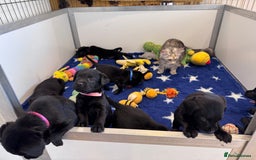 Labrador Retriever dogs for sale: Gorgeous KC Registered Labrador Retriever Puppies - Image 4