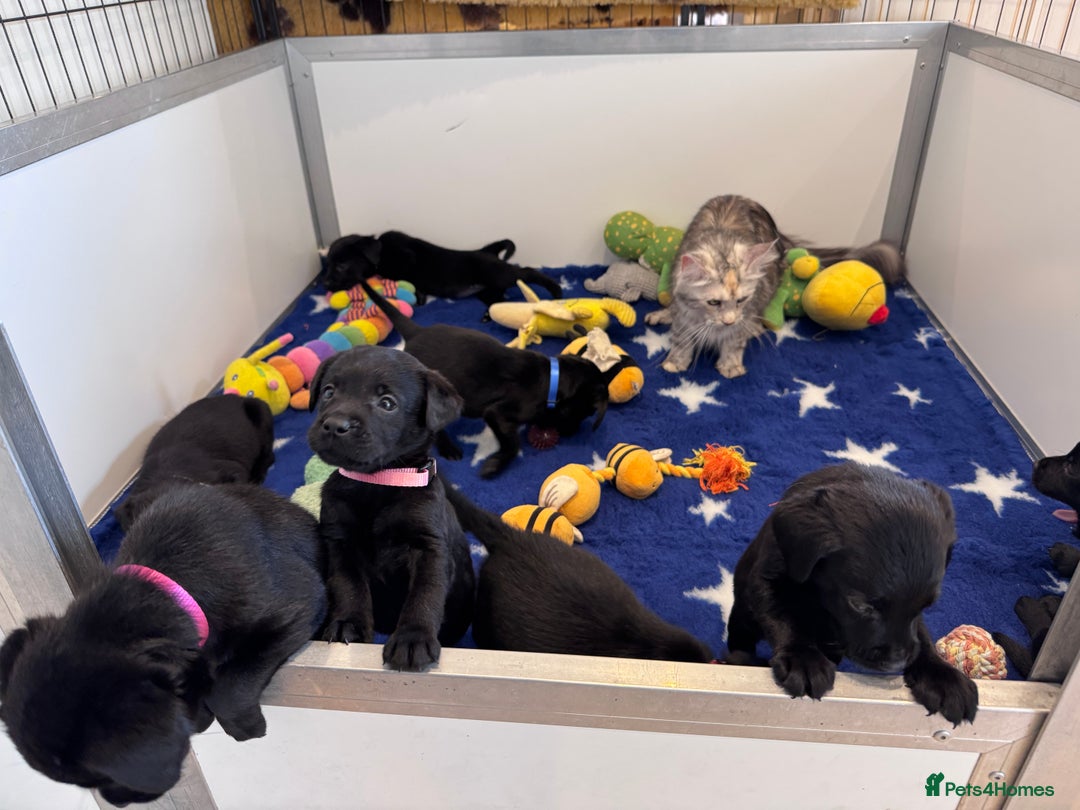 Labrador Retriever dogs for sale: Gorgeous KC Registered Labrador Retriever Puppies - Image 4