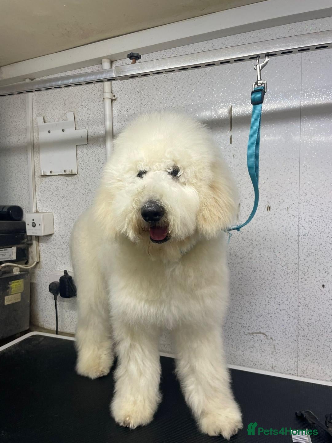 Saint Berdoodle dogs F1B SAINT BERNADOODLE REDUCED 1295 READY TODAY - Advert 1