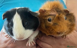 Guinea Pig rodents for sale: Bonded pair of male guineapigs. 1 adult 1 younger - Image 1