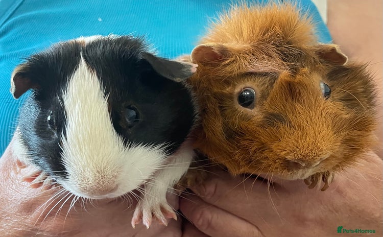 Guinea Pig rodents - Advert 1