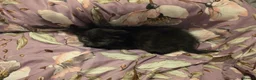 Mixed Breed cats for sale: "Fluffy Furballs"  - Advert 12