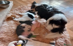 Papillon dogs for sale: 2 Stunning examples of this beautiful breed❤️💙  - Advert 2