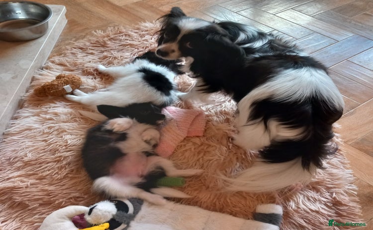 Papillon dogs 2 Stunning examples of this beautiful breed❤️💙  - Advert 1
