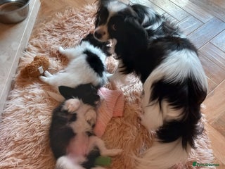 Papillon dogs 2 Stunning examples of this beautiful breed❤️💙 - Advert 1