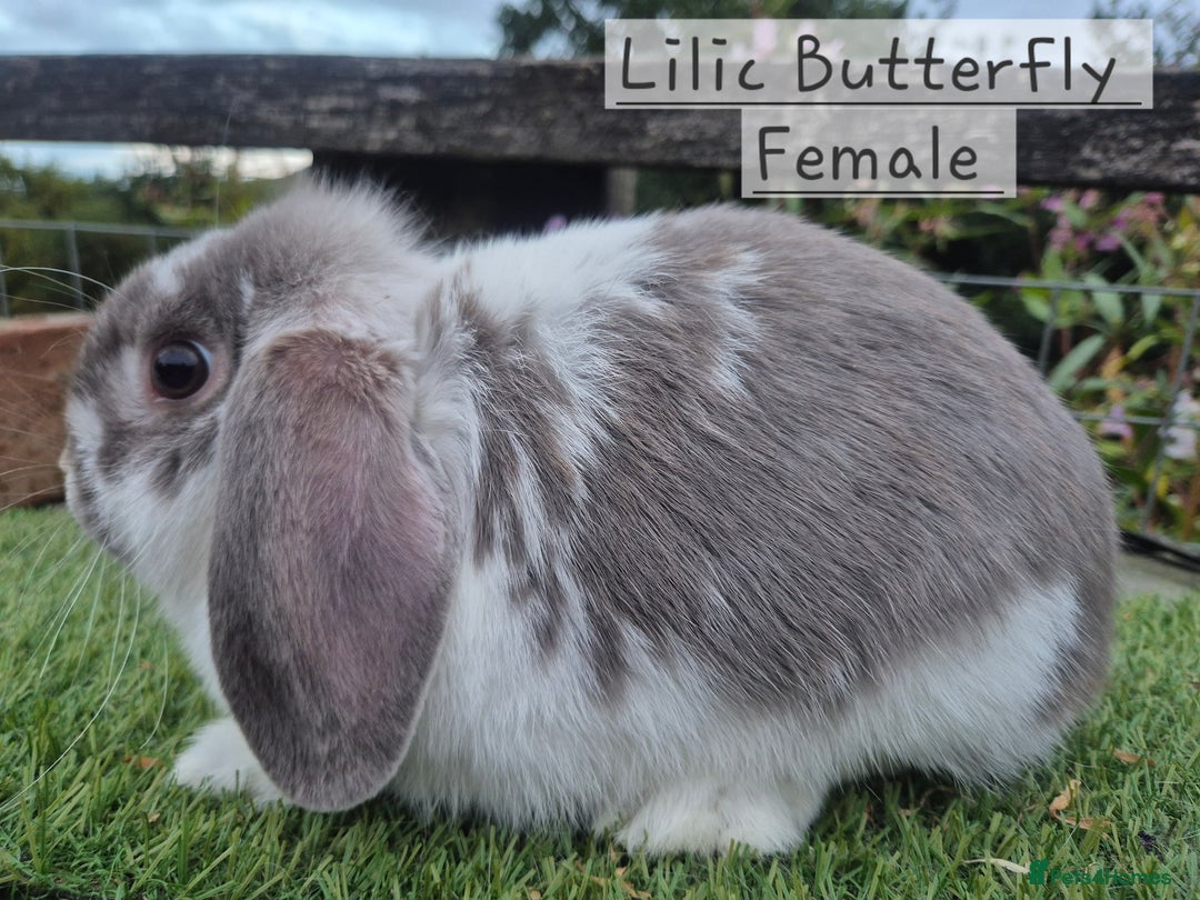 Mini Lop rabbits for sale: Various Adult  Mini Lop Female  - Image 8