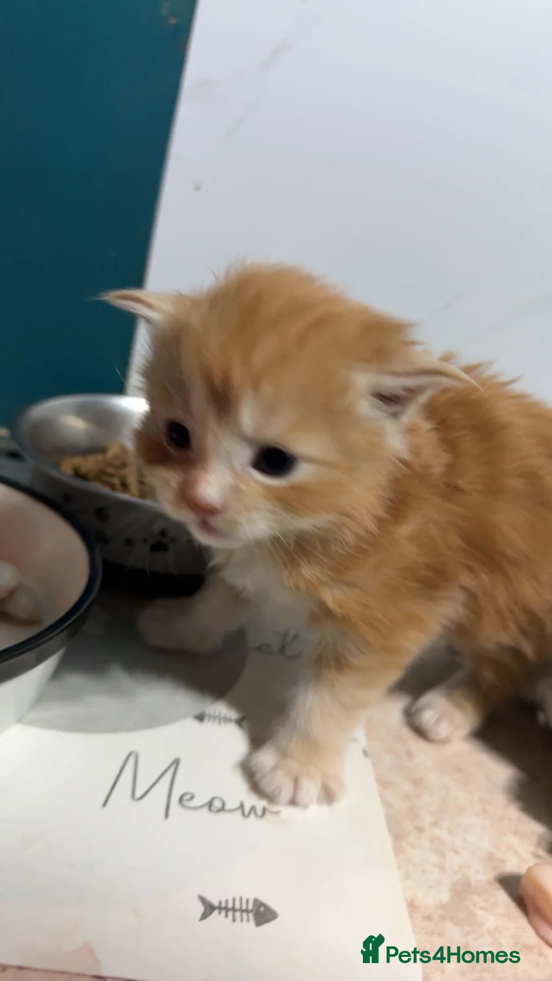 Maine Coon cats for sale: Big chunky Russian bloodline kittens - Advert 6