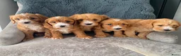 Cavapoo dogs for sale: Cavapoo’s in Manchester - Advert 2