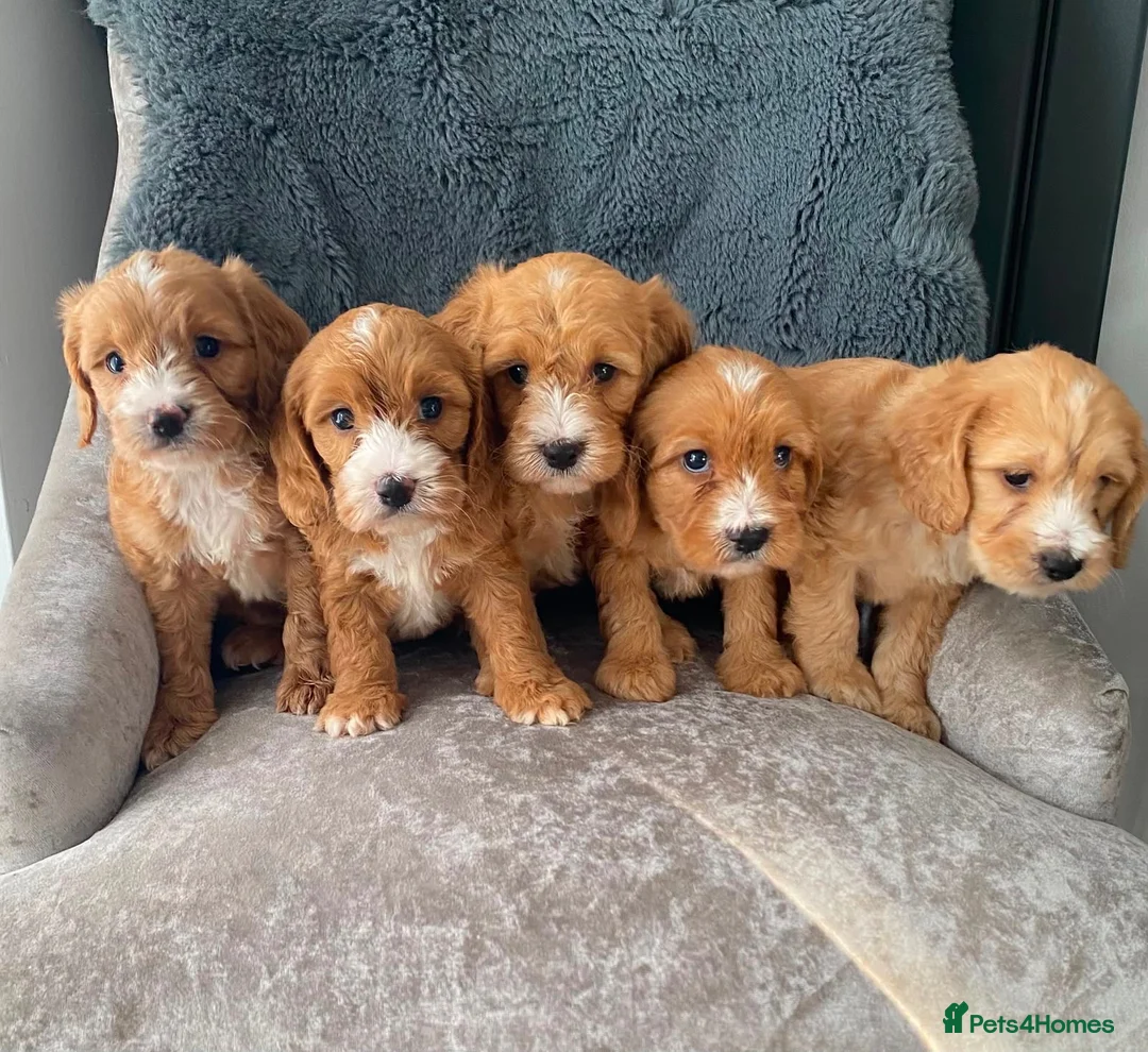 Cavapoo dogs for sale: Cavapoo’s in Manchester - Advert 2