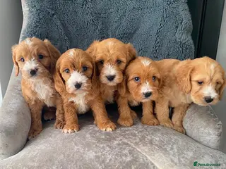 Cavapoo dogs Cavapoo’s - Advert 2
