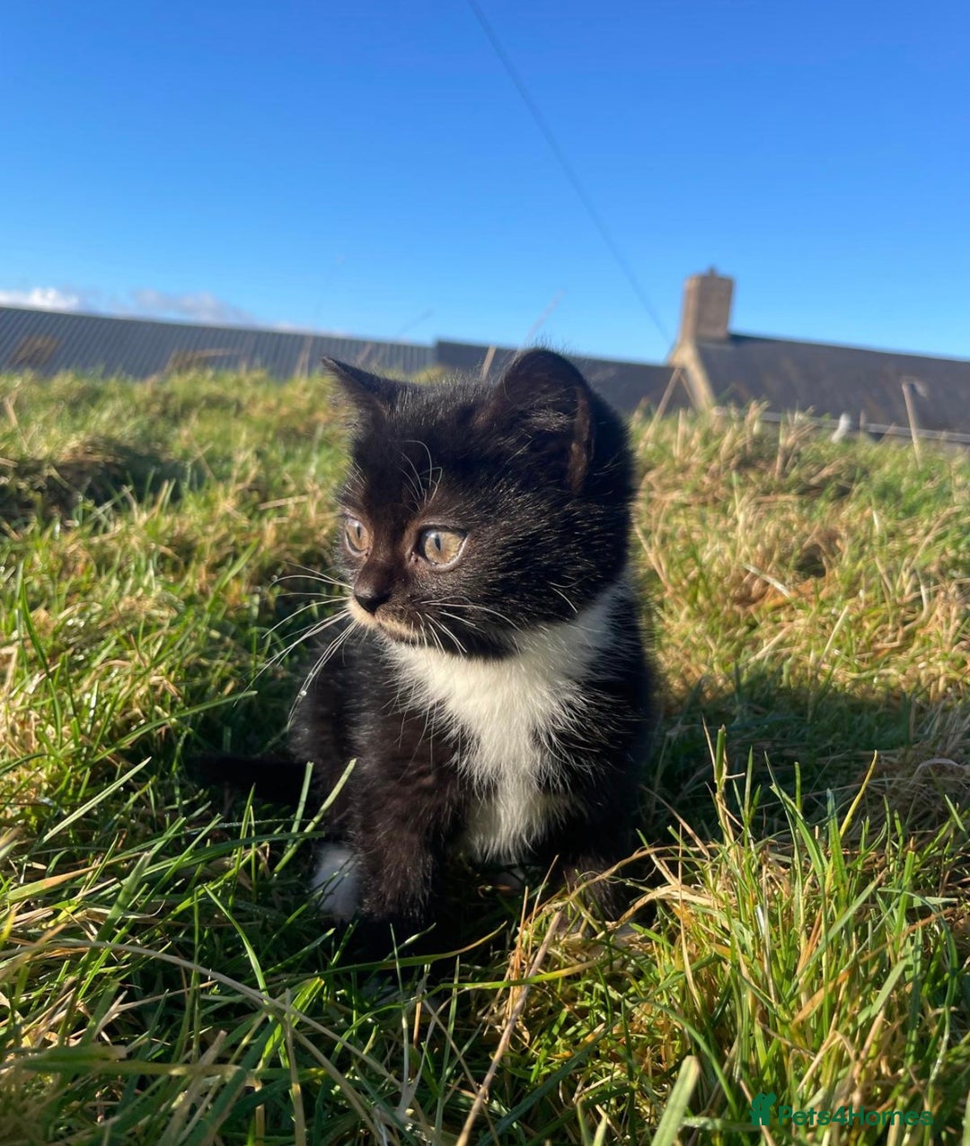 Mixed Breed cats for sale: 4 Farm cats - Advert 5