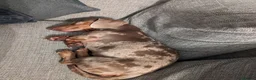 Miniature Dachshund dogs for sale: GUCCI in Wolverhampton - Advert 13