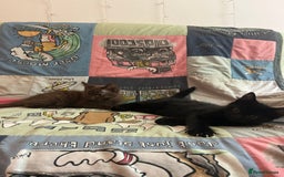 Mixed Breed cats for sale: 5 Beautiful, Fluffy Kittens For Sale! - Image 19
