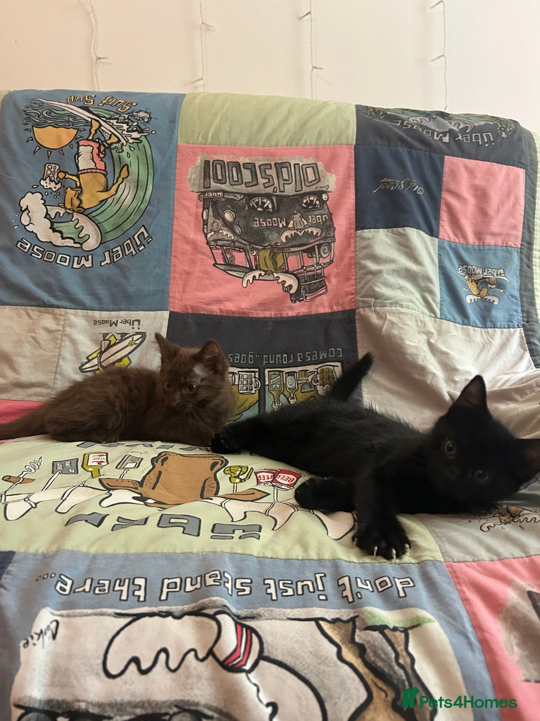 Mixed Breed cats for sale: 5 Beautiful, Fluffy Kittens For Sale! - Image 19