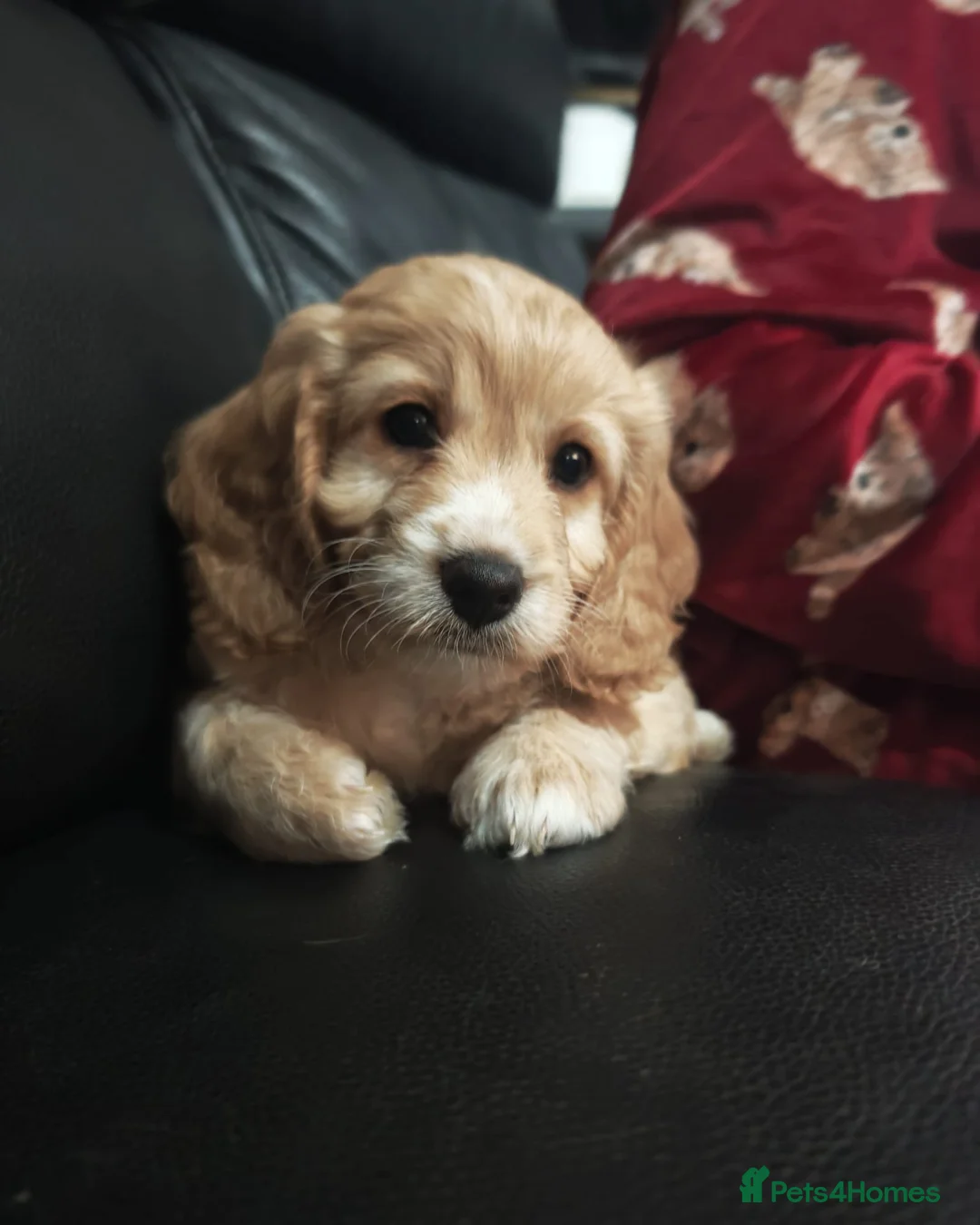 Cockapoo dogs for sale: Cockerpoo  puppys  - Advert 11