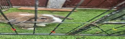 Mixed Breed rabbits for sale: Male and female  bunnies  - Advert 5