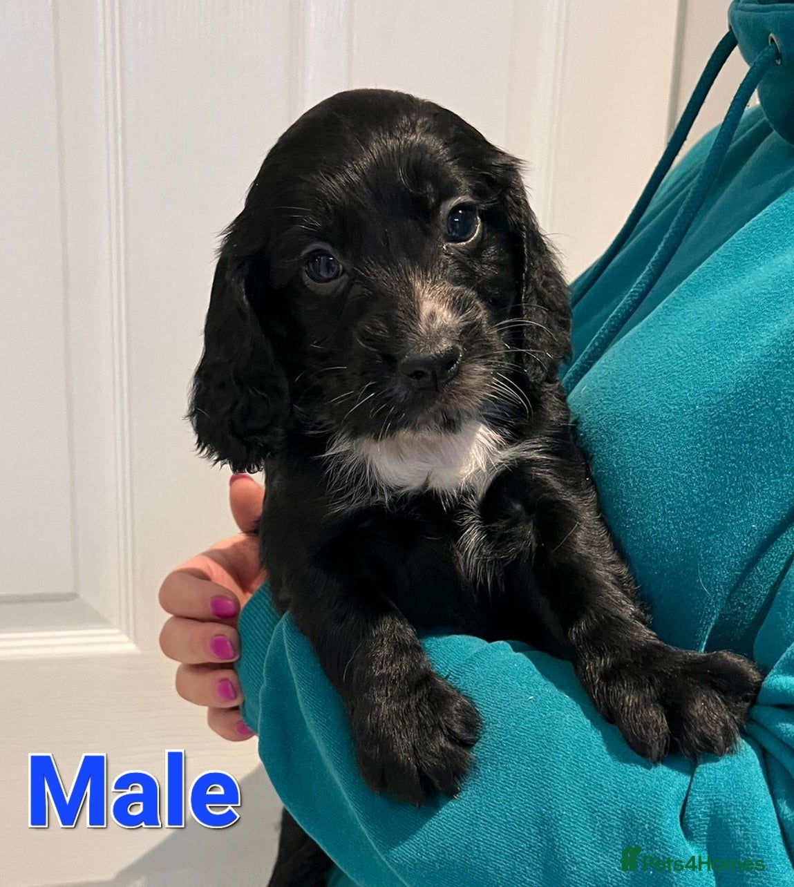 Cocker Spaniel dogs Cocker Spaniel Pups-black male available - Advert 4
