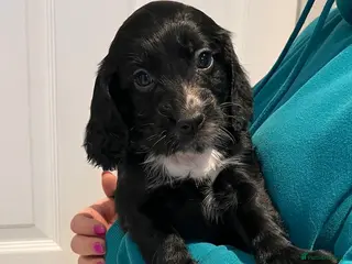 Cocker Spaniel dogs Cocker Spaniel Pups-black male available - Advert 4