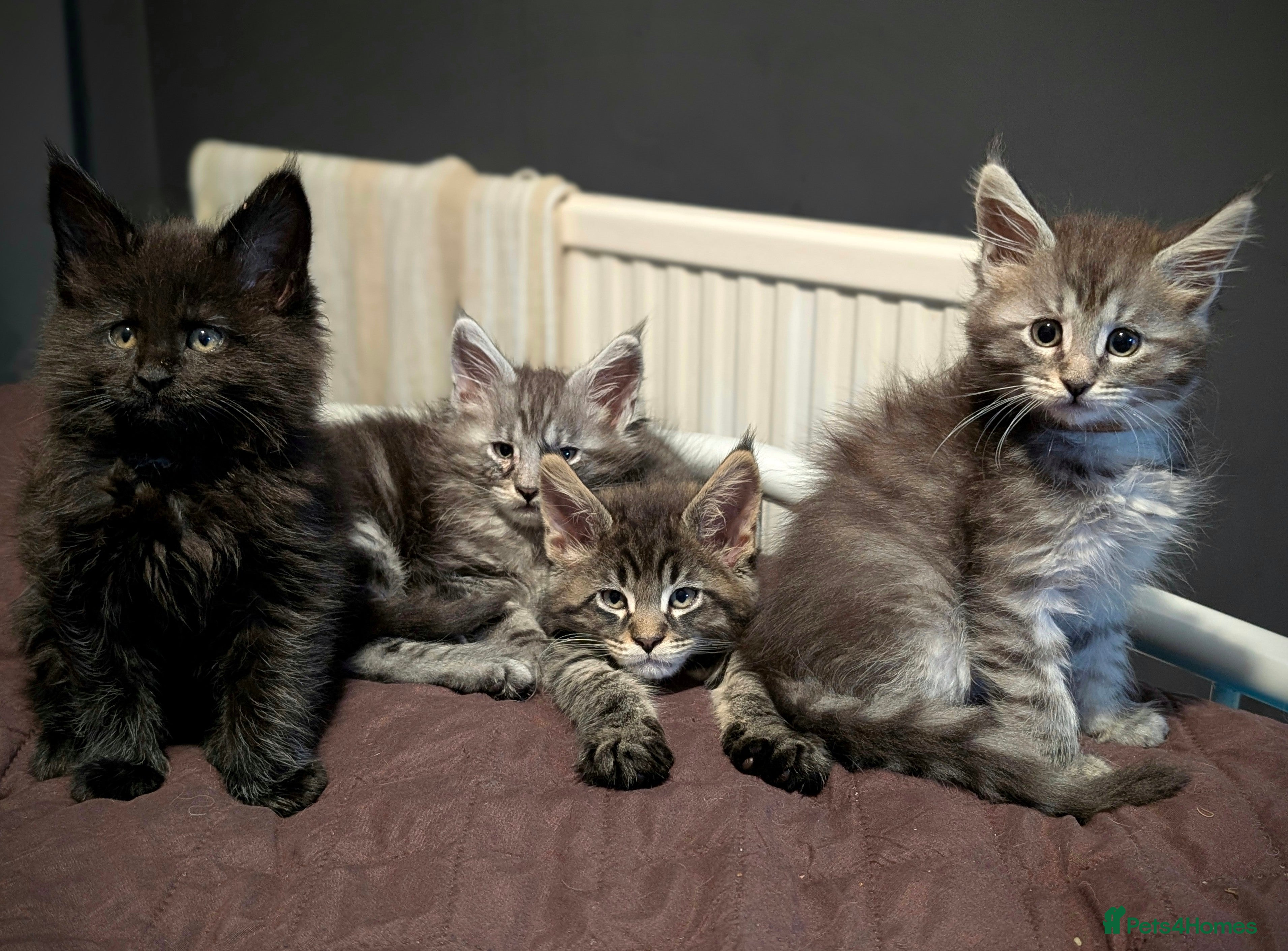 Maine Coon cats TICA registered little balls of fur 😻 - Advert 5