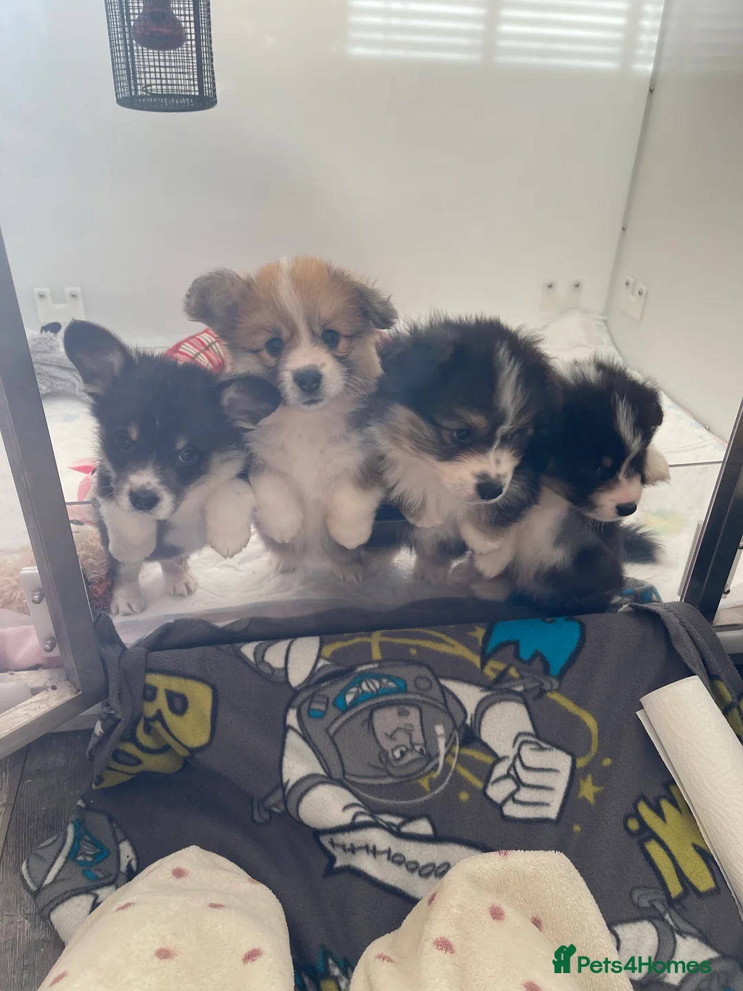 Welsh Corgi Pembroke dogs for stud: TOP QUALITY PROVEN !!! KC Pembroke Corgi for stud in Rugby - Advert 16