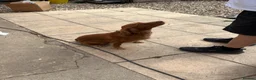 Sprocker dogs for sale: Sprockers - Advert 2