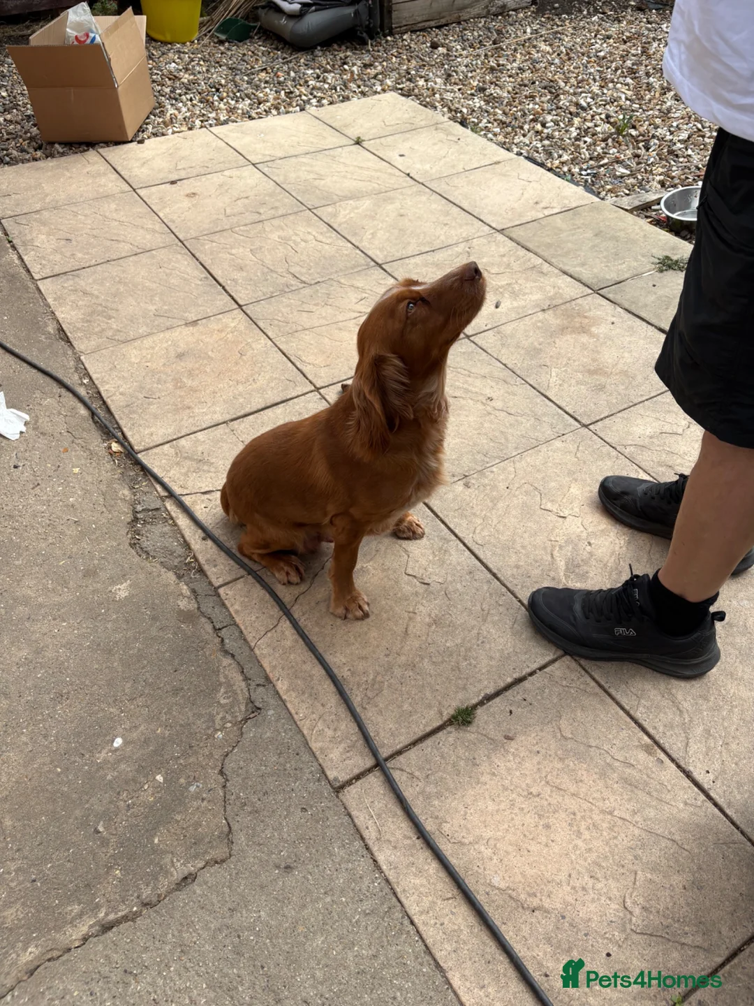 Sprocker dogs for sale: Sprockers - Advert 2
