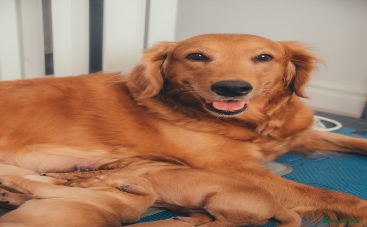Golden Retriever dogs - Advert 10