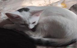 Domestic Shorthair cats for sale: 3 male kittens - Image 2