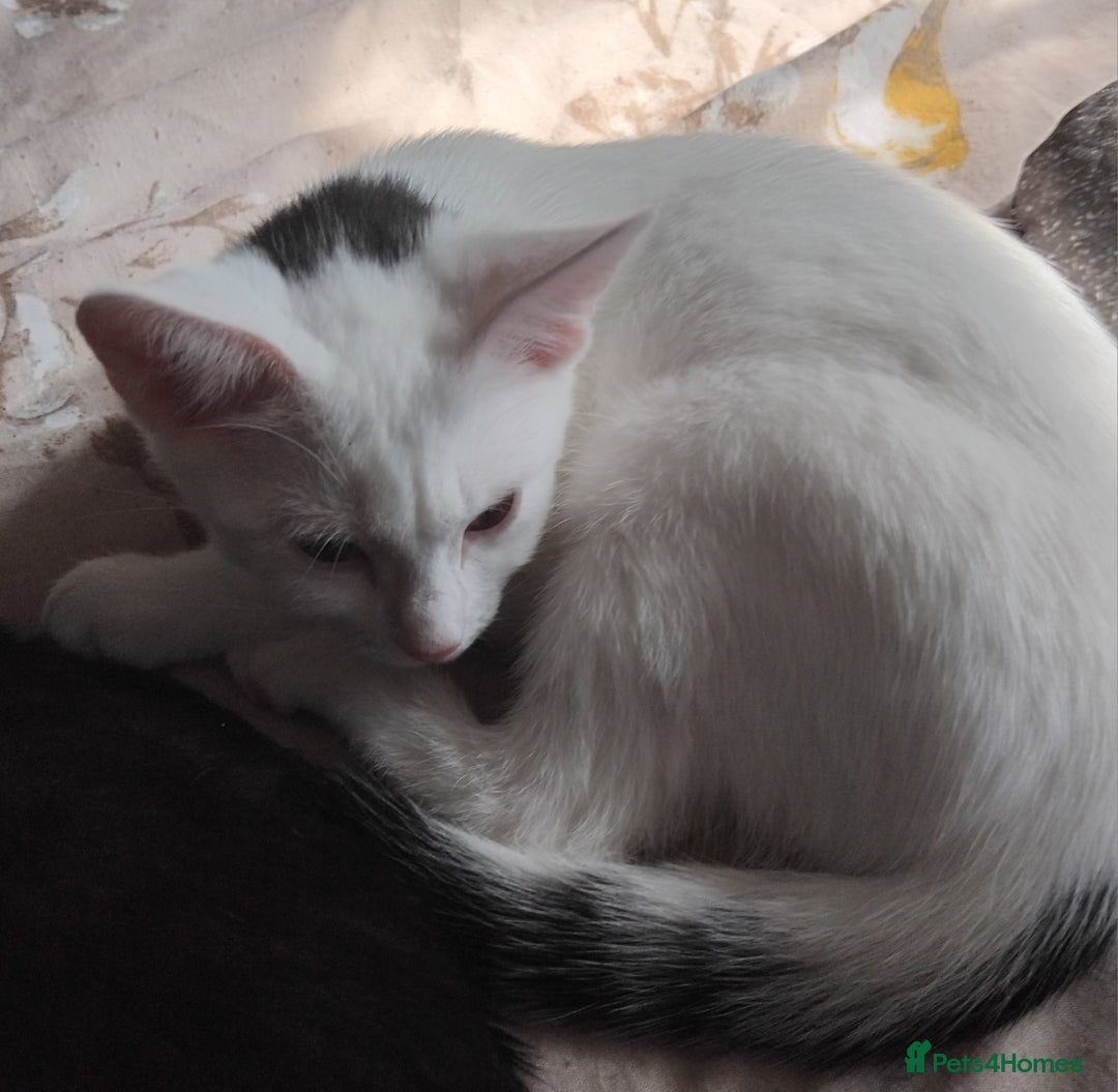 Domestic Shorthair cats for sale: 3 male kittens - Image 2