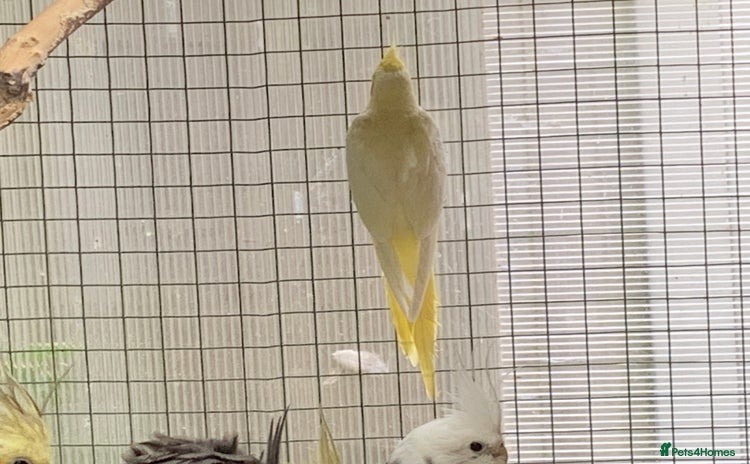 Cockatiels birds - Advert 7