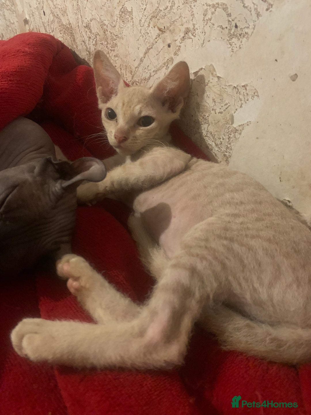 Sphynx cats for sale: Nice Sphinx kitten  - Image 6