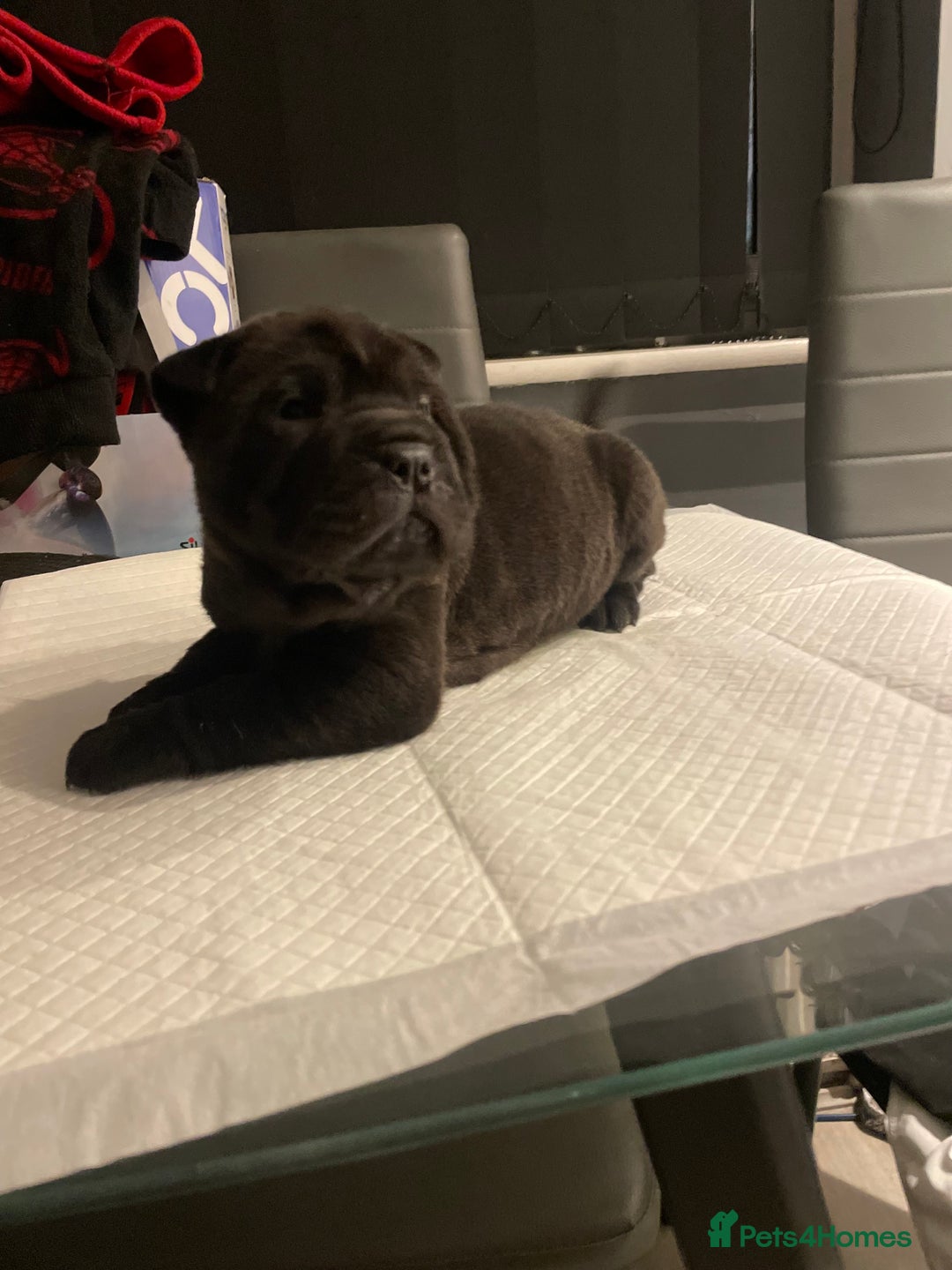 Shar Pei dogs for sale: Shar  Pei puppies  - Image 6