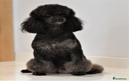 Miniature Poodle dogs for sale: SMALL SIZE MINIATURE PUPPIES RARE COLOUR DNA TEST - Image 26