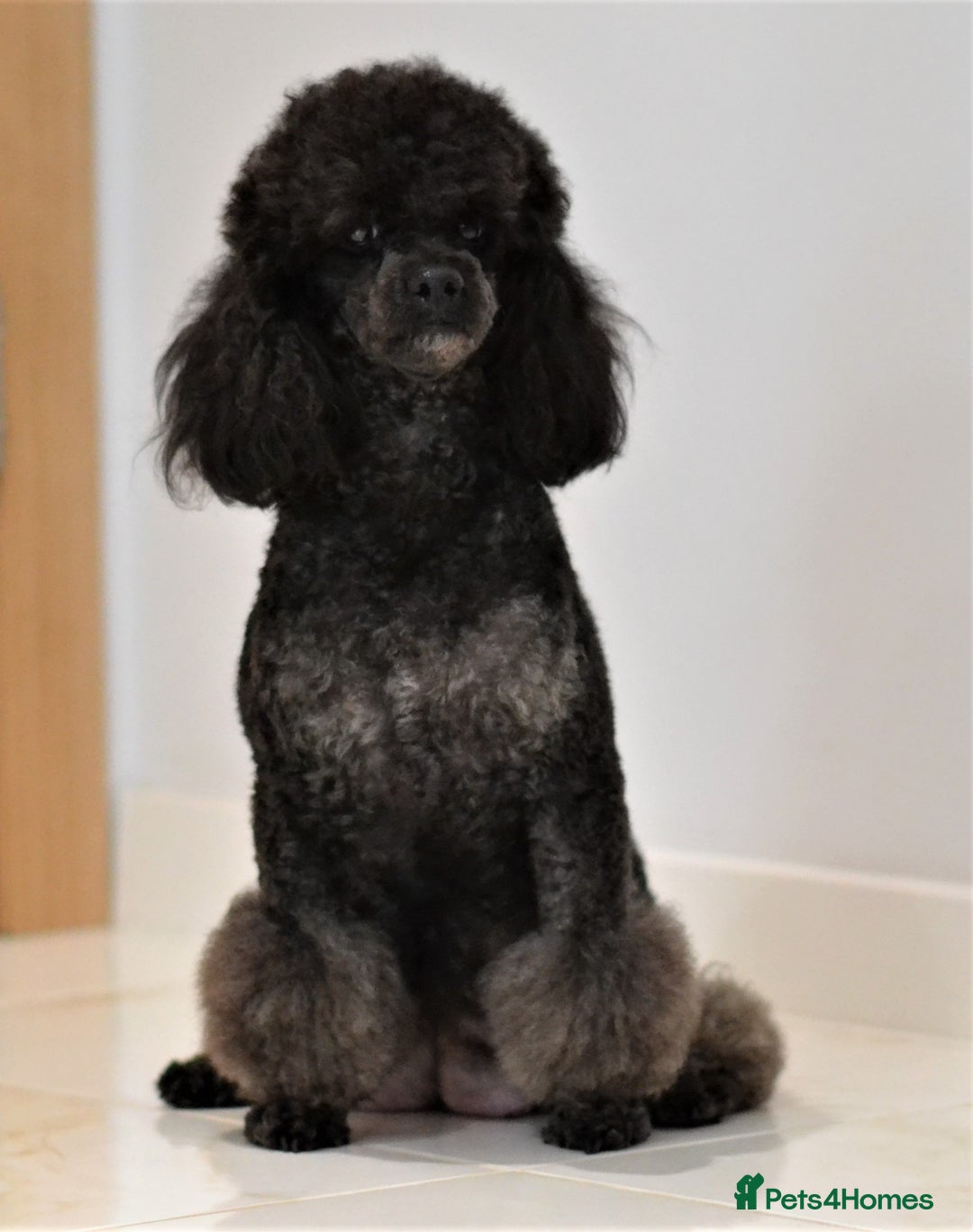 Miniature Poodle dogs for sale: SMALL SIZE MINIATURE PUPPIES RARE COLOUR DNA TEST - Image 26