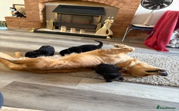 Mixed Breed dogs for sale: 5 Stunning Border Retrievers  - Image 1