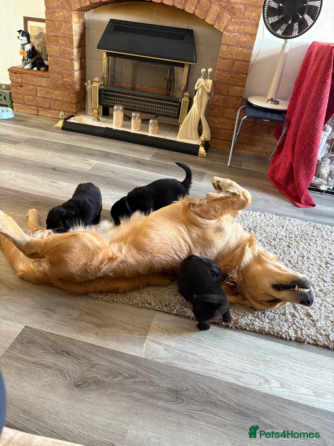 Mixed Breed dogs for sale: 5 Stunning Border Retrievers  - Image 1