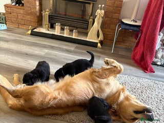 Mixed Breed dogs - Advert 27