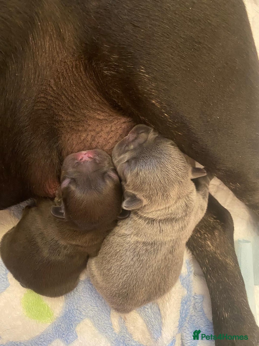French Bulldog dogs for sale: KC French Bulldog girls puppies pure blue - Image 8