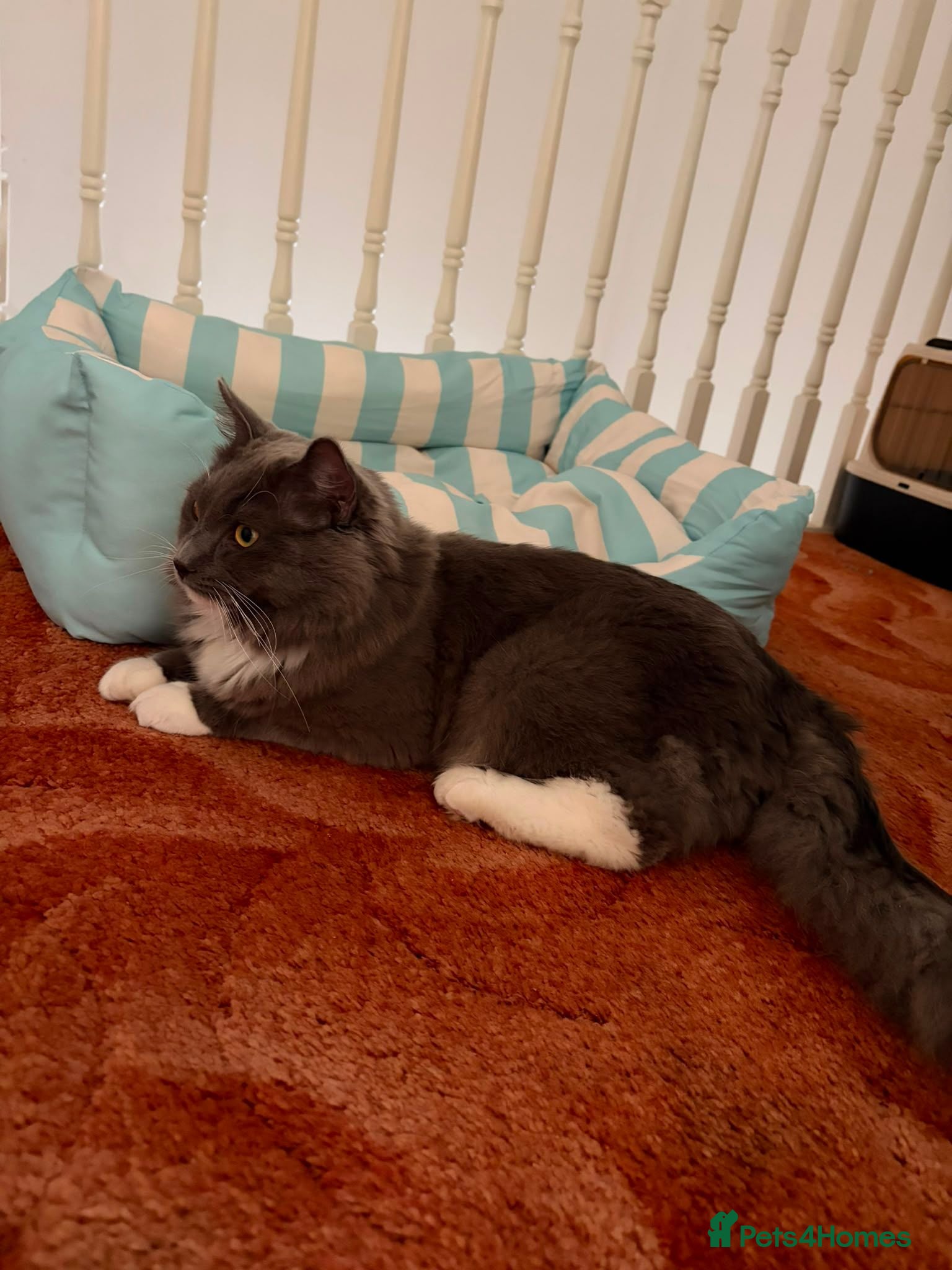 Ragdoll cats Urgent rehoming Ragdoll male 10 months  - Advert 7