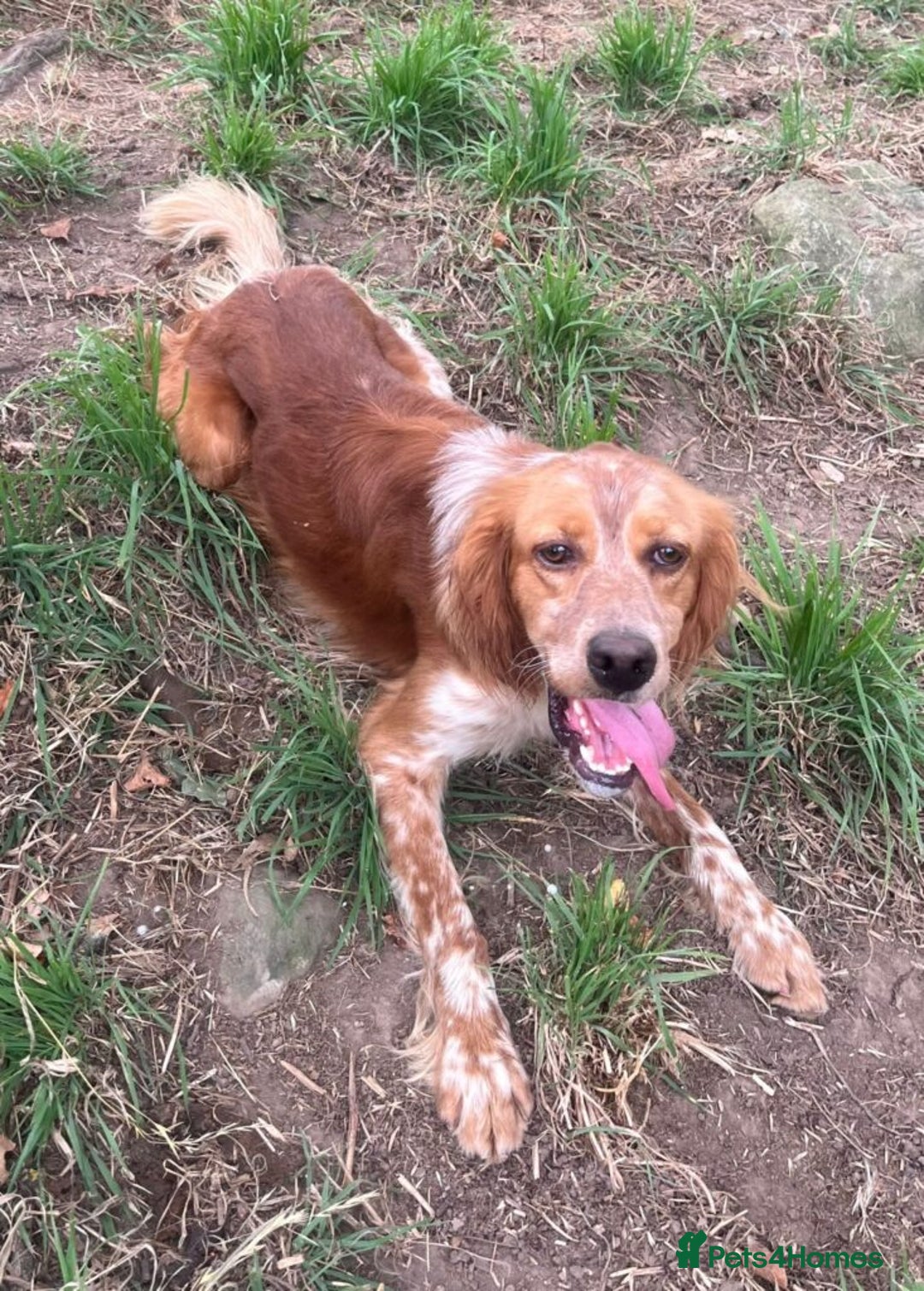 English Setter dogs for adoption: Piti  - Image 8