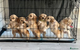 Cockapoo dogs for sale: Cockapoo puppies - Image 2