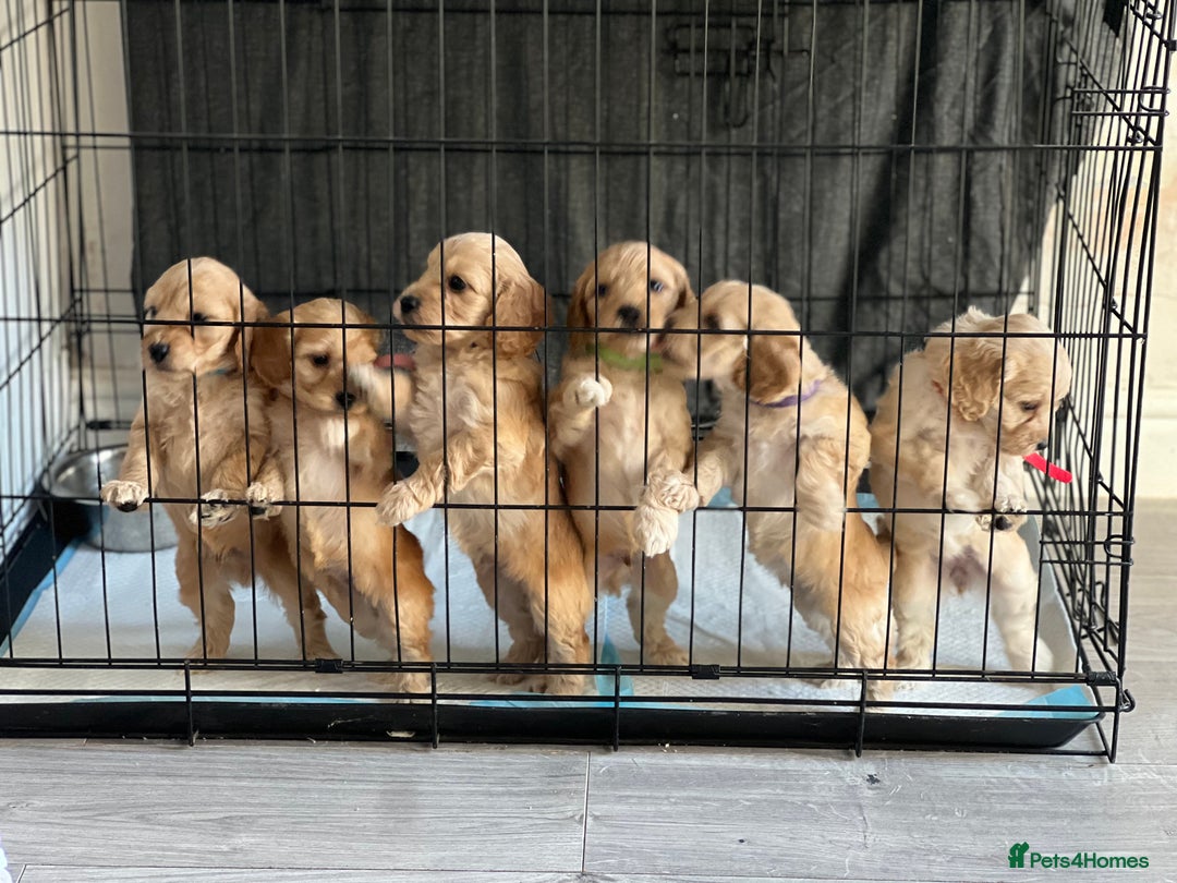 Cockapoo dogs for sale: Cockapoo puppies - Image 2