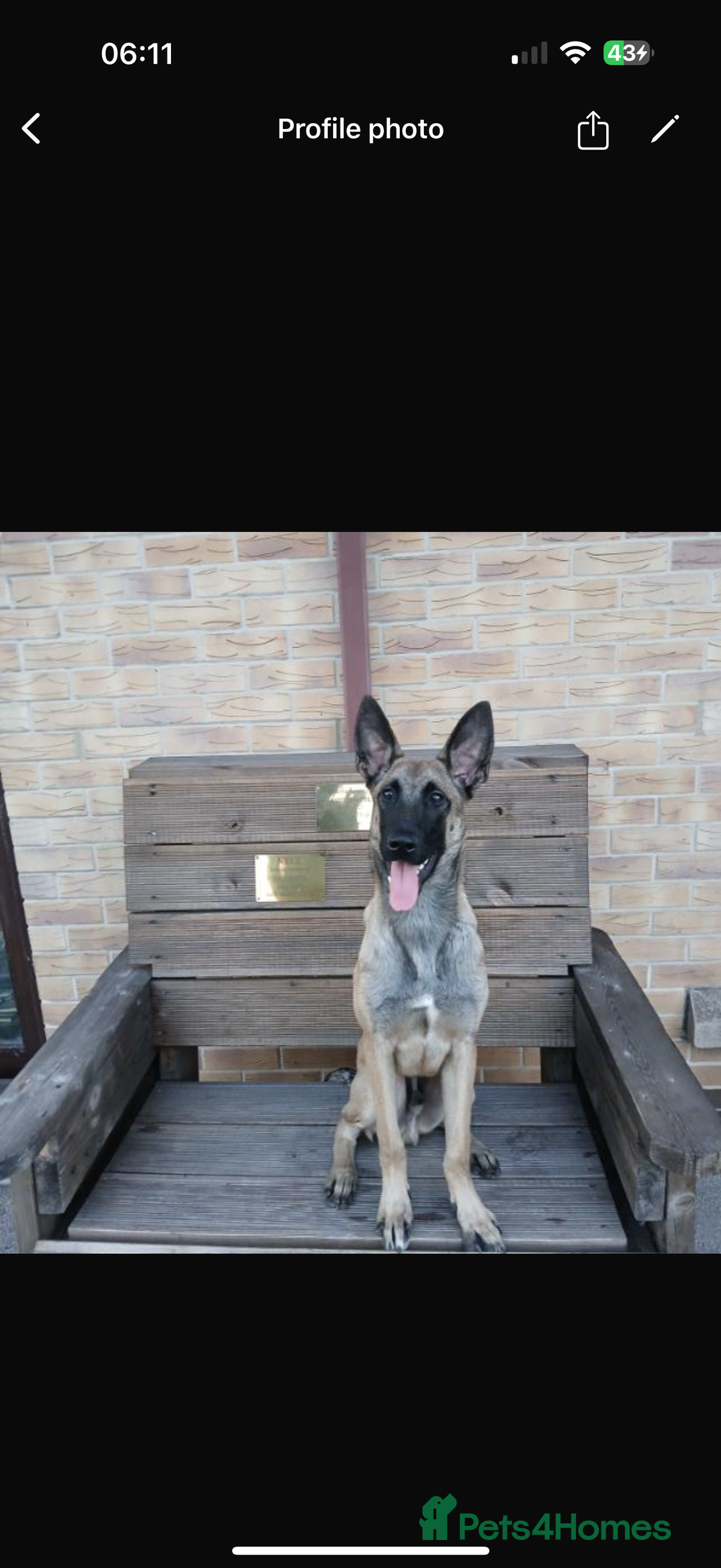 Belgian Shepherd Dog dogs for sale: 9 month Belgian Malinois up for sale (offers) - Advert 3