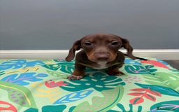 Miniature Dachshund dogs for sale: Ready to go-Gorgeous miniature Dachshund puppies   - Image 24