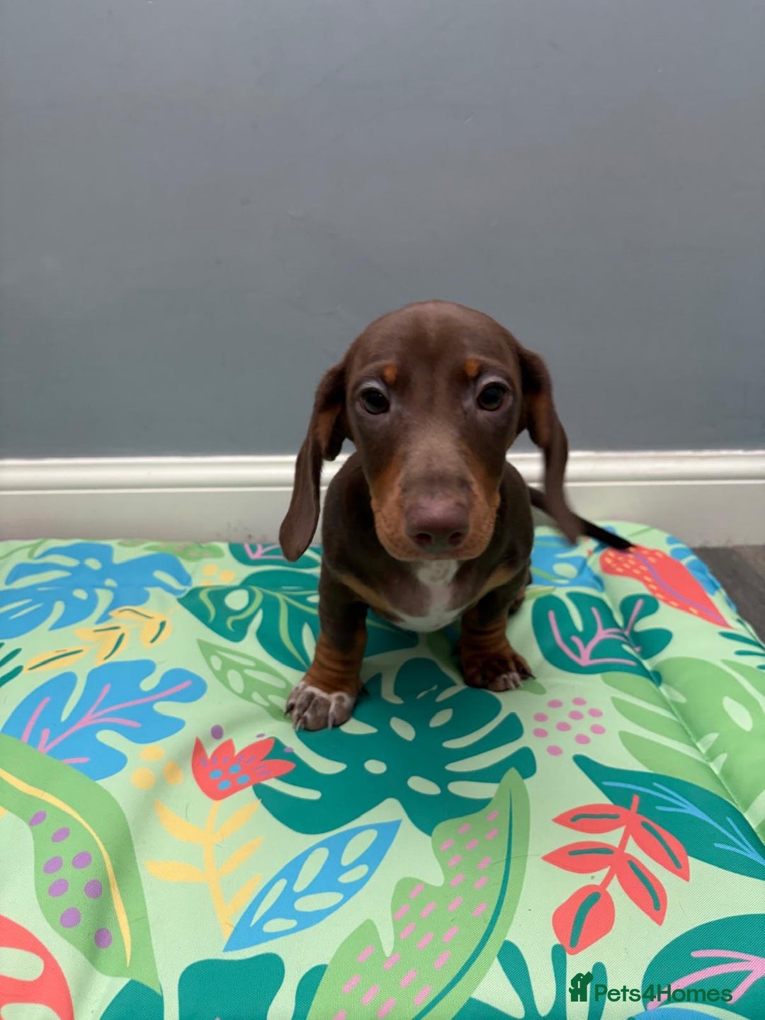 Miniature Dachshund dogs for sale: Ready to go-Gorgeous miniature Dachshund puppies   - Image 24