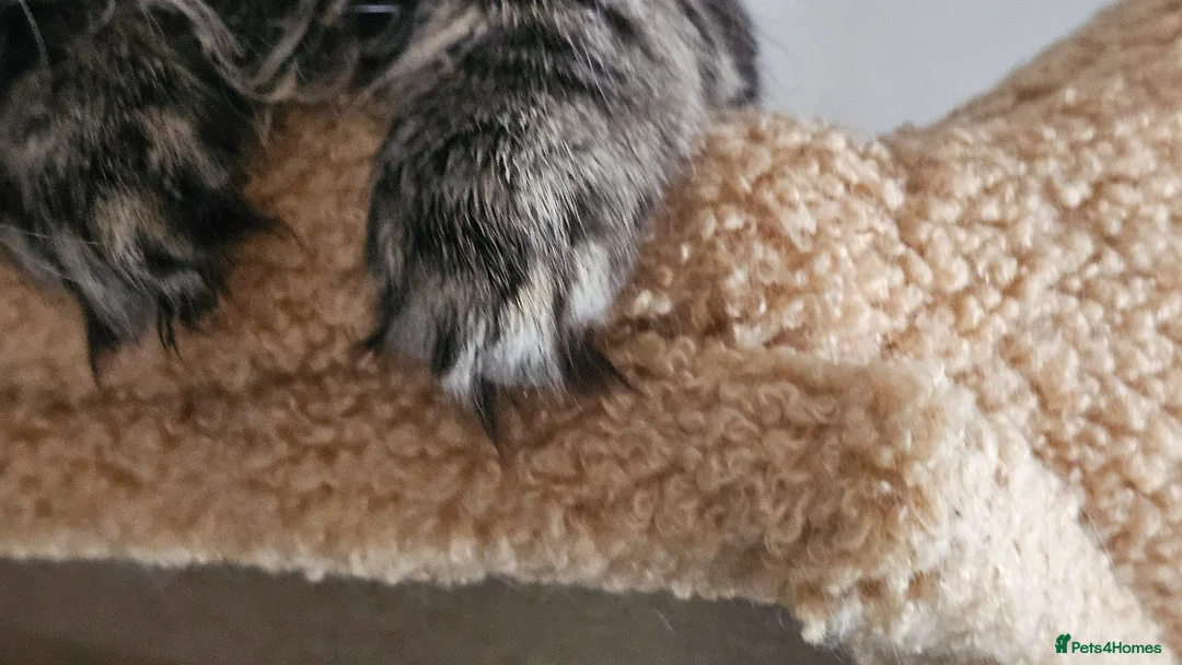 Maine Coon cats for sale: Tica Reg Maine Coon kittens - Advert 2